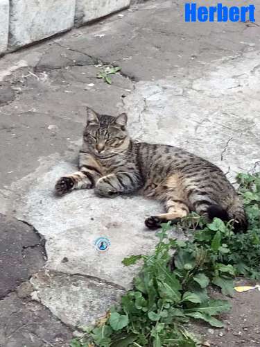 Olga/Katzen/Herbert/Herbert02Kopie.jpg