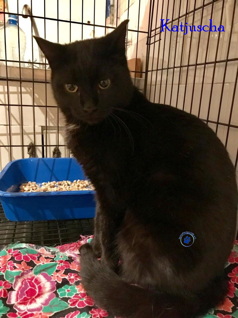 Samtpfötchen Hilfe e. V. Katjuscha