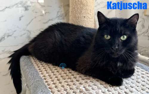 Katjuscha