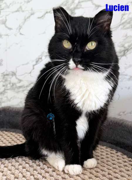 Olga/Katzen/Lucien/Lucien24Kopie.jpg