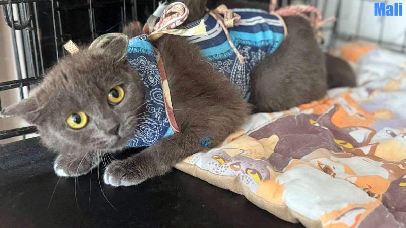 Olga/Katzen/Mali/Mali02Kopie.jpg