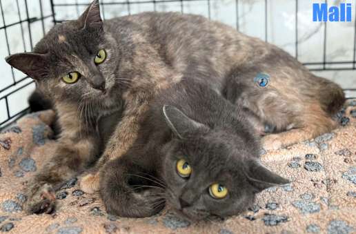 Olga/Katzen/Mali/Mali07Kopie.jpg