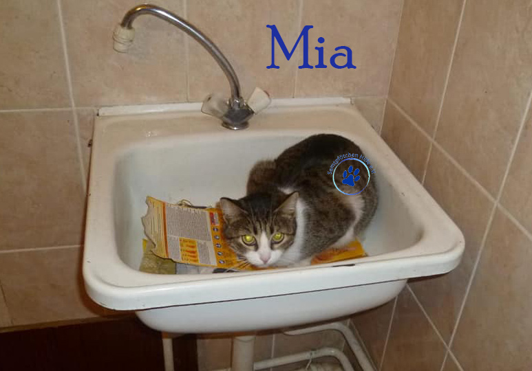 Olga/Katzen/Mia/Mia01nM.jpg