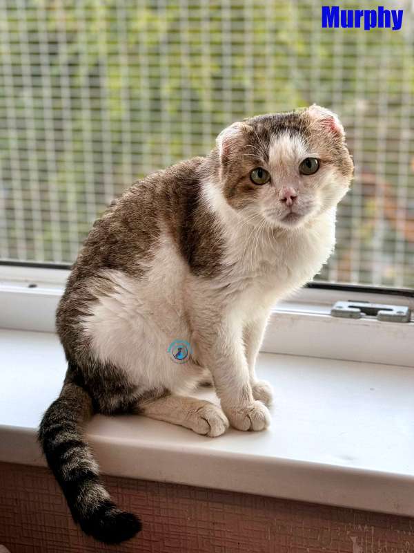 Olga/Katzen/Murphy/Murphy26Kopie.jpg