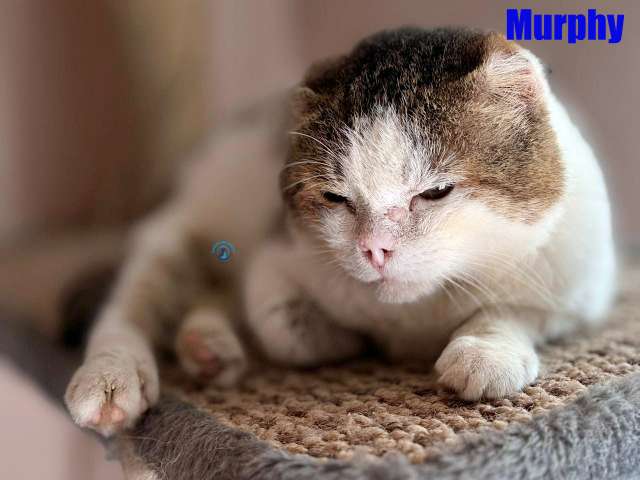 Olga/Katzen/Murphy/Murphy29Kopie.jpg