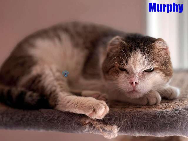 Olga/Katzen/Murphy/Murphy30Kopie.jpg