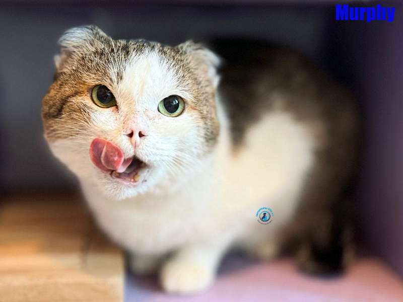 Olga/Katzen/Murphy/Murphy32Kopie.jpg