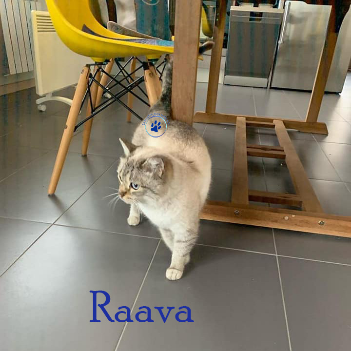 Olga/Katzen/Raava/Raava03Mn.jpg