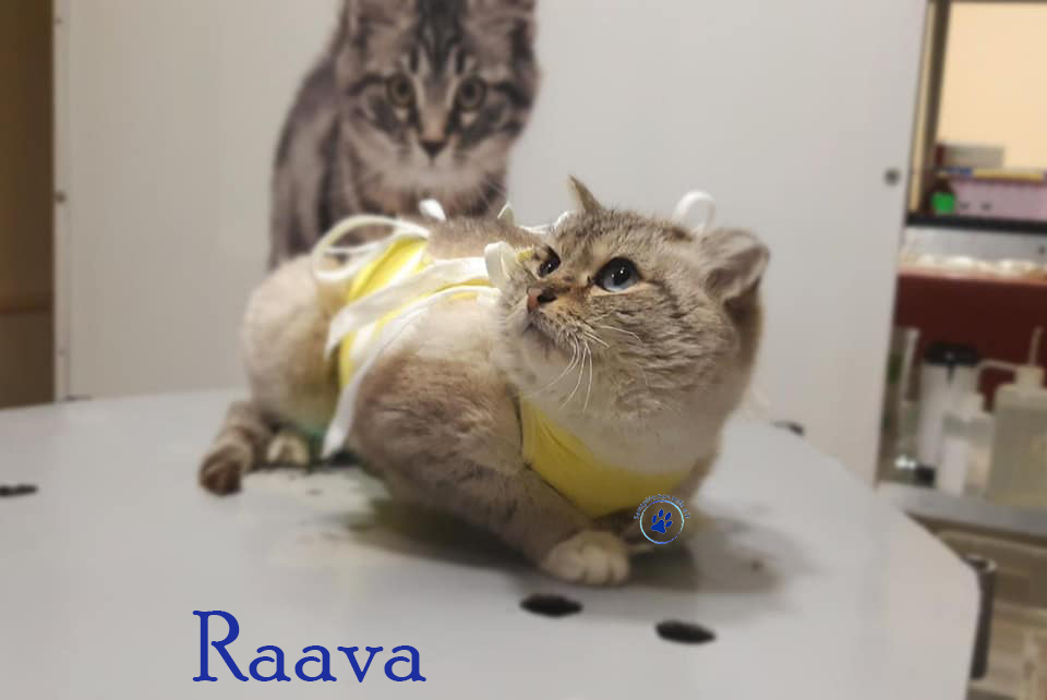 Olga/Katzen/Raava/Raava05Mn.jpg