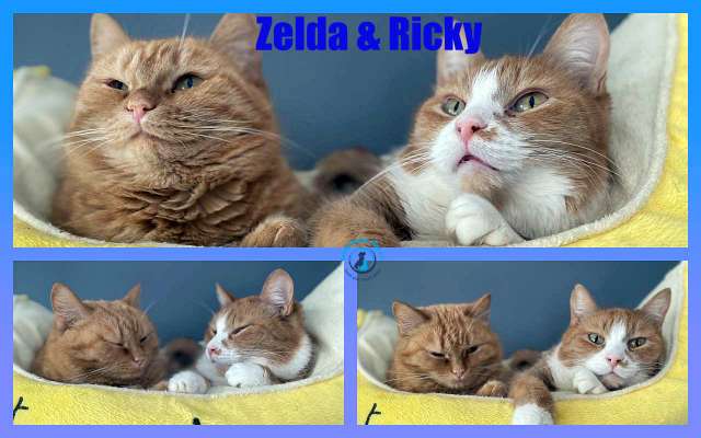 Zelda & Ricky