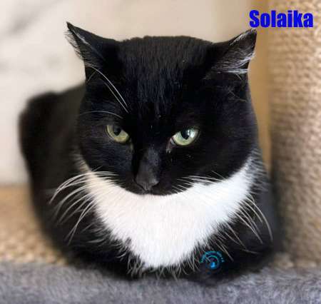 Olga/Katzen/Solaika/Solaika07Kopie.jpg