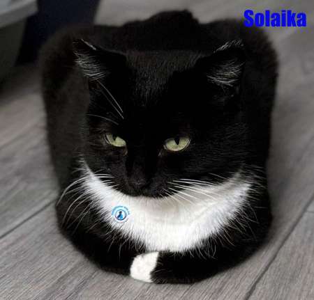 Olga/Katzen/Solaika/Solaika09Kopie.jpg