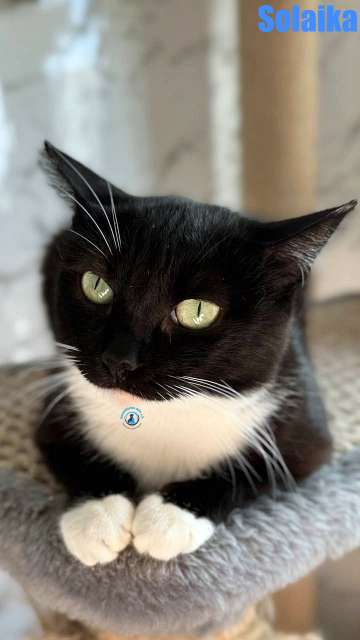Olga/Katzen/Solaika/Solaika18Kopie.jpg