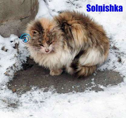 Olga/Katzen/Solnishka/Solnishka02Kopie.jpg