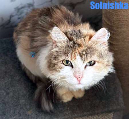 Olga/Katzen/Solnishka/Solnishka15Kopie.jpg