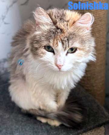 Olga/Katzen/Solnishka/Solnishka16Kopie.jpg