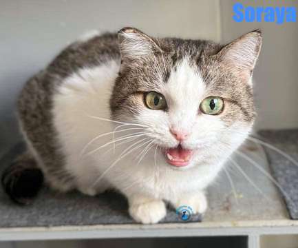 Olga/Katzen/Soraya/Soraya11Kopie.jpg
