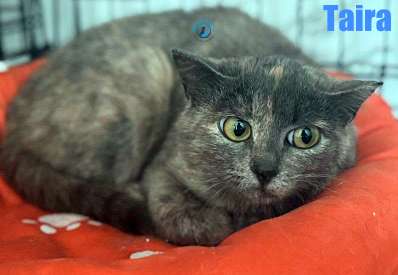 Olga/Katzen/Taira/Taira06Kopie.jpg