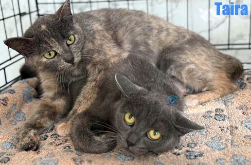 Olga/Katzen/Taira/Taira08Kopie.jpg