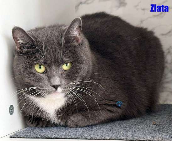 Olga/Katzen/Zlata/Zlata20Kopie.jpg