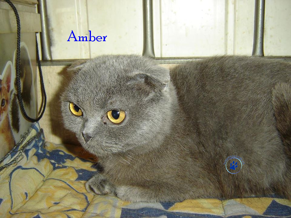 Soja/Katzen/Amber/Amber06mN.jpg
