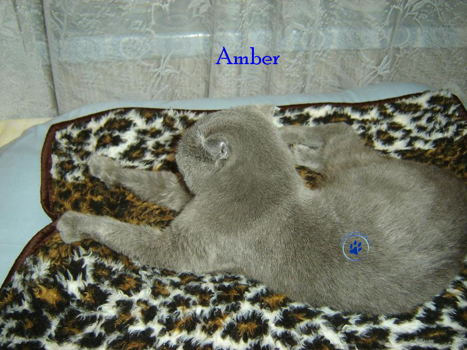 Soja/Katzen/Amber/Amber10mN.jpg
