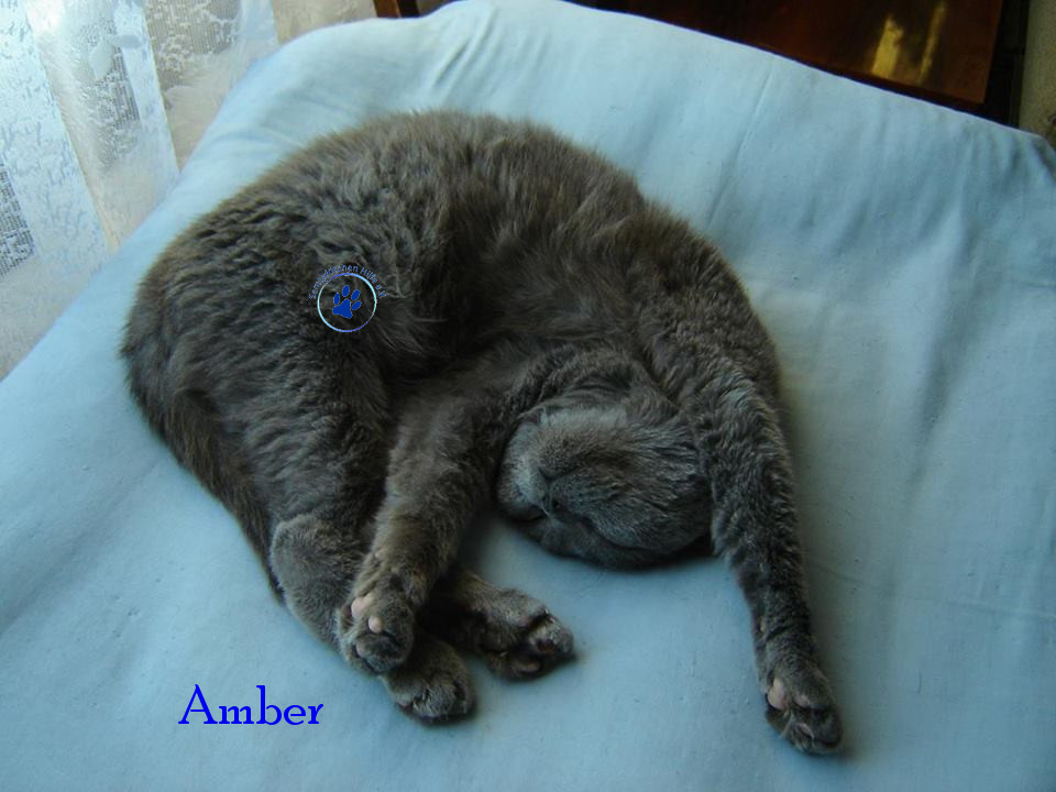 Soja/Katzen/Amber/Amber11mN.jpg