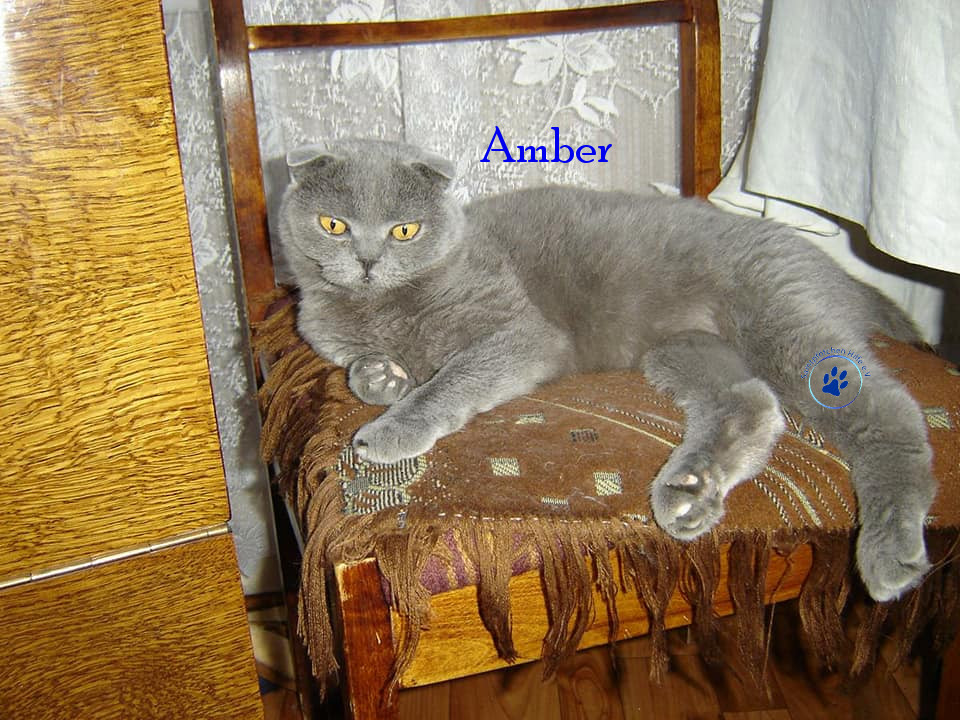 Soja/Katzen/Amber/Amber17mN.jpg