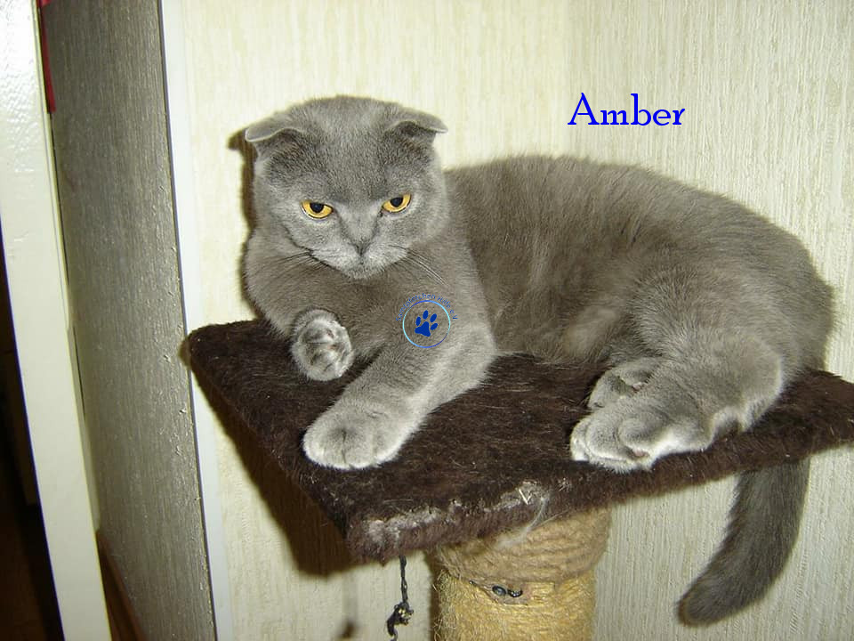 Soja/Katzen/Amber/Amber21mN.jpg