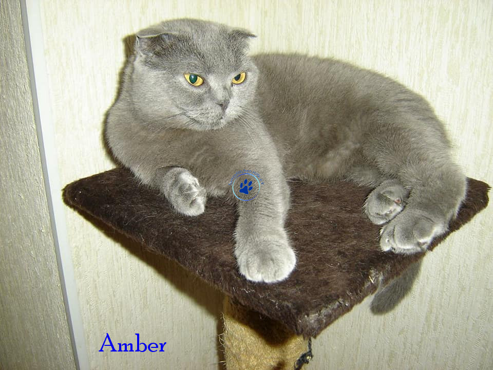 Soja/Katzen/Amber/Amber22mN.jpg