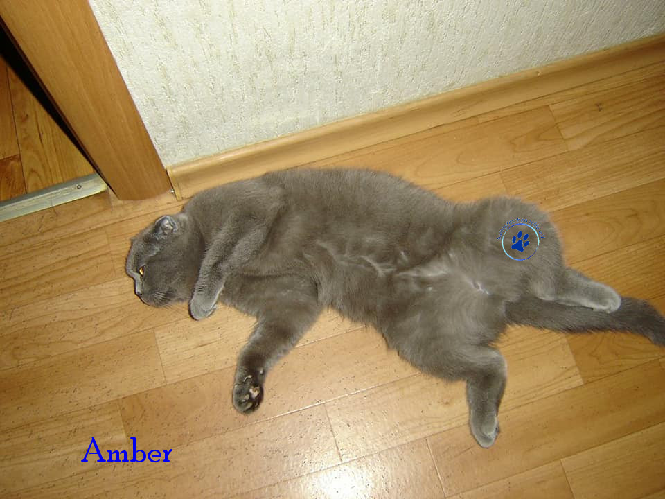 Soja/Katzen/Amber/Amber23mN.jpg