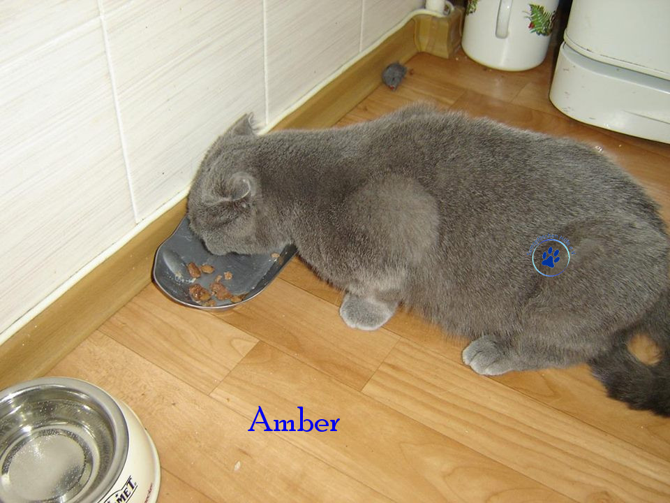 Soja/Katzen/Amber/Amber26mN.jpg