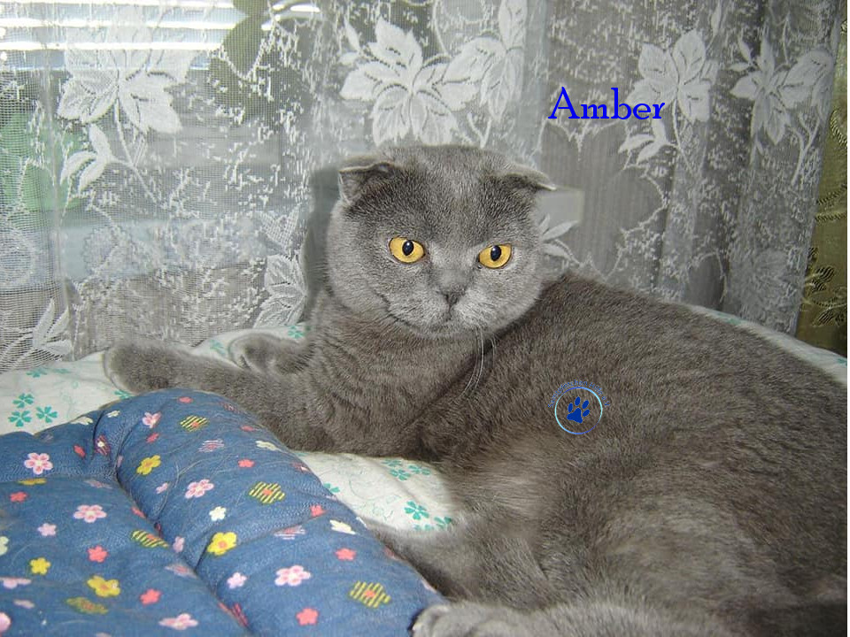 Soja/Katzen/Amber/Amber28mN.jpg