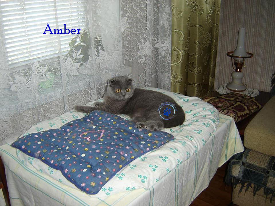 Soja/Katzen/Amber/Amber29mN.jpg