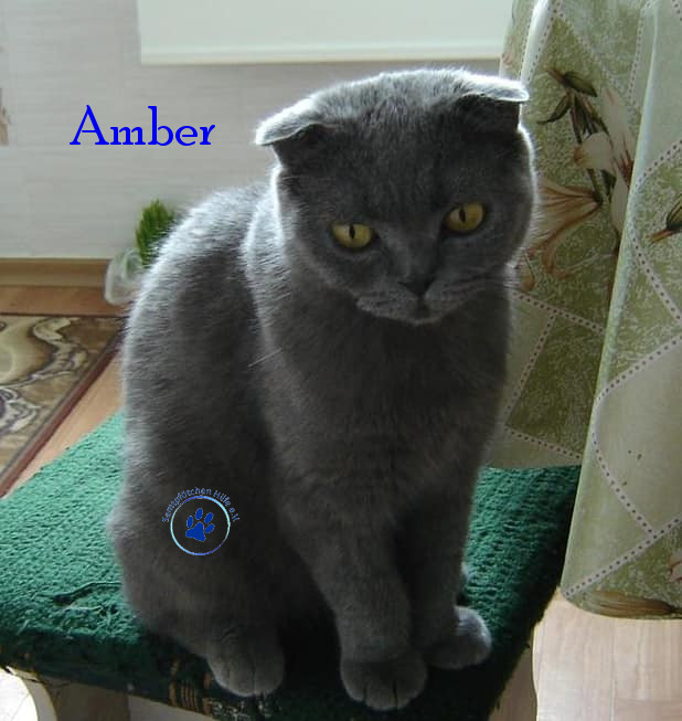 Soja/Katzen/Amber/Amber31mN.jpg