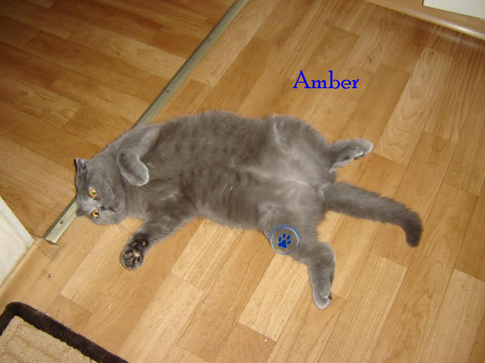 Soja/Katzen/Amber/Amber35mN.jpg