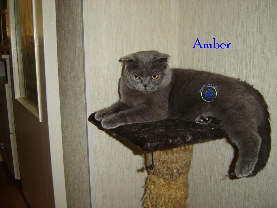 Soja/Katzen/Amber/Amber36mN.jpg