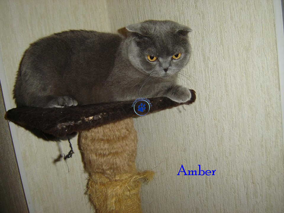 Soja/Katzen/Amber/Amber38mN.jpg
