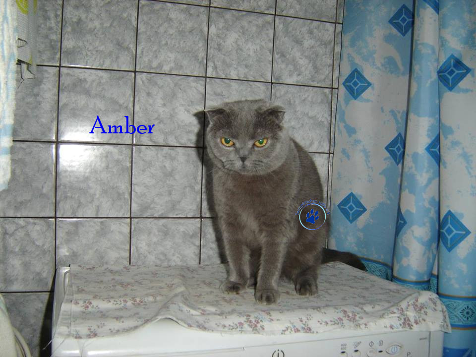 Soja/Katzen/Amber/Amber39mN.jpg