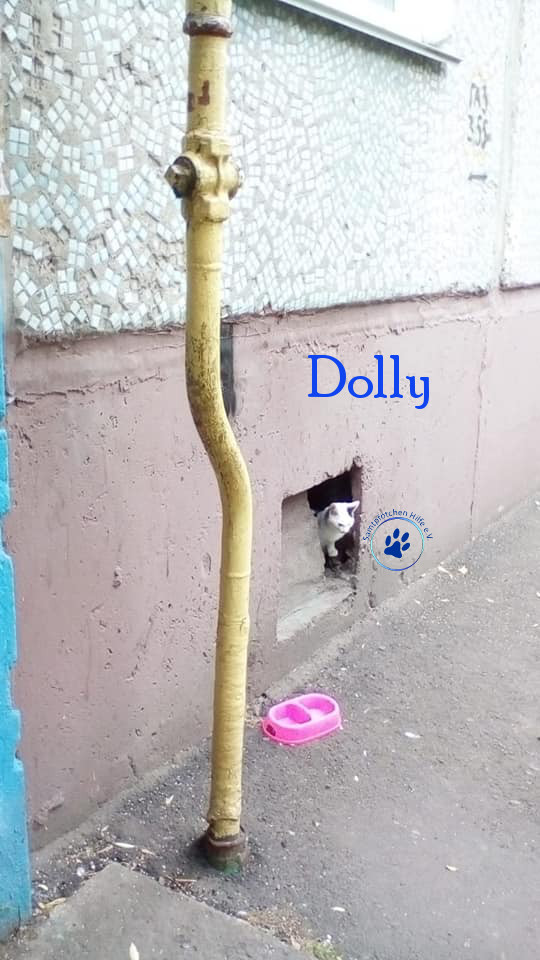 Soja/Katzen/Dolly/Dolly_02mN.jpg