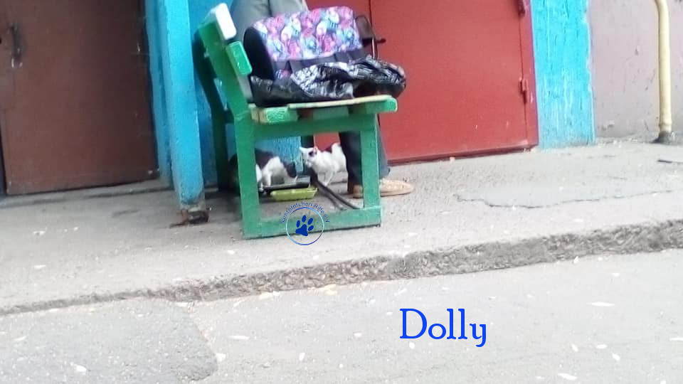 Soja/Katzen/Dolly/Dolly_03mN.jpg