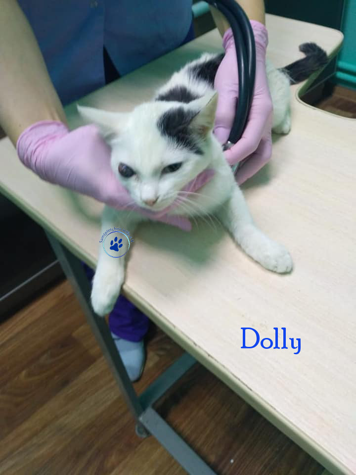 Soja/Katzen/Dolly/Dolly_07mN.jpg