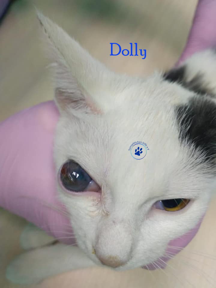 Soja/Katzen/Dolly/Dolly_08mN.jpg