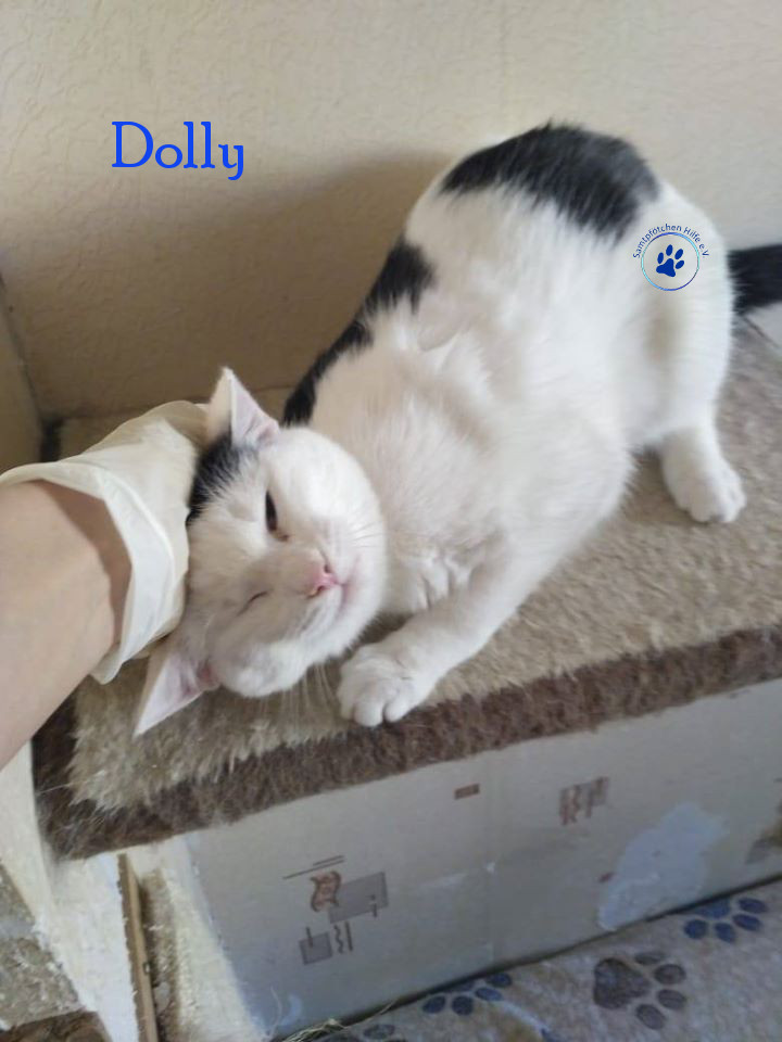 Soja/Katzen/Dolly/Dolly_10mN.jpg
