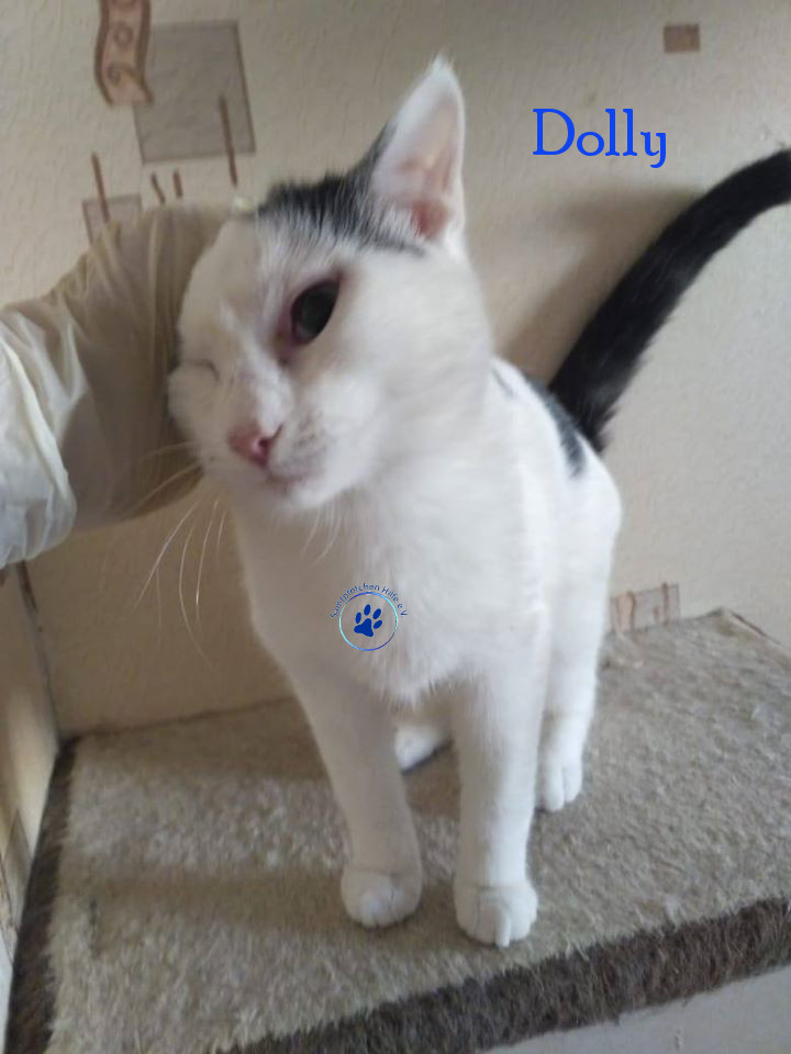 Soja/Katzen/Dolly/Dolly_12mN.jpg