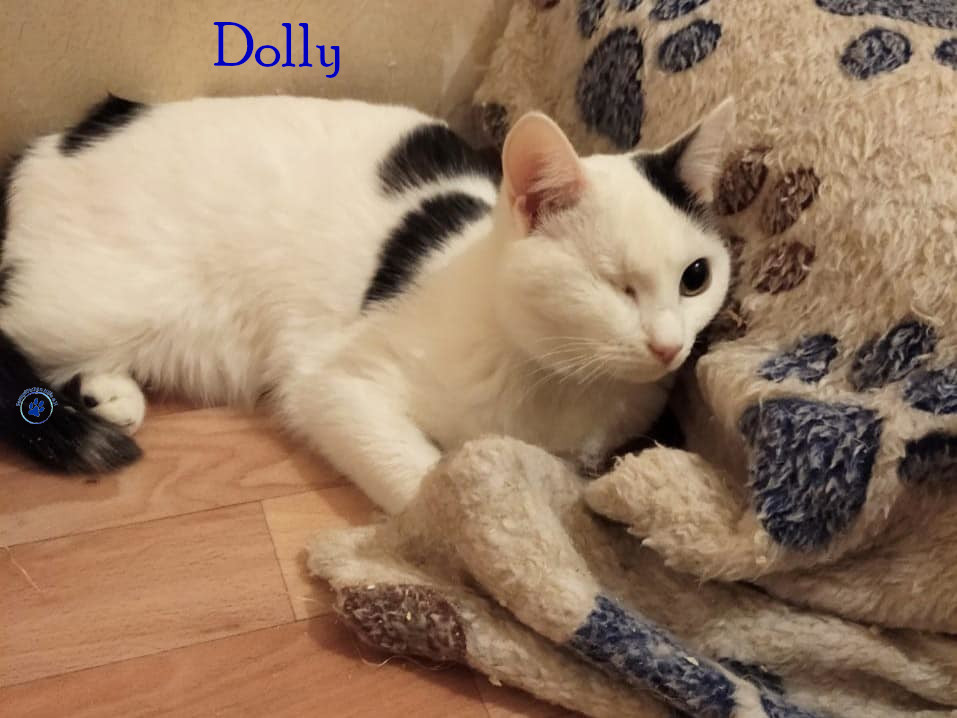 Soja/Katzen/Dolly/Dolly_23mN.jpg