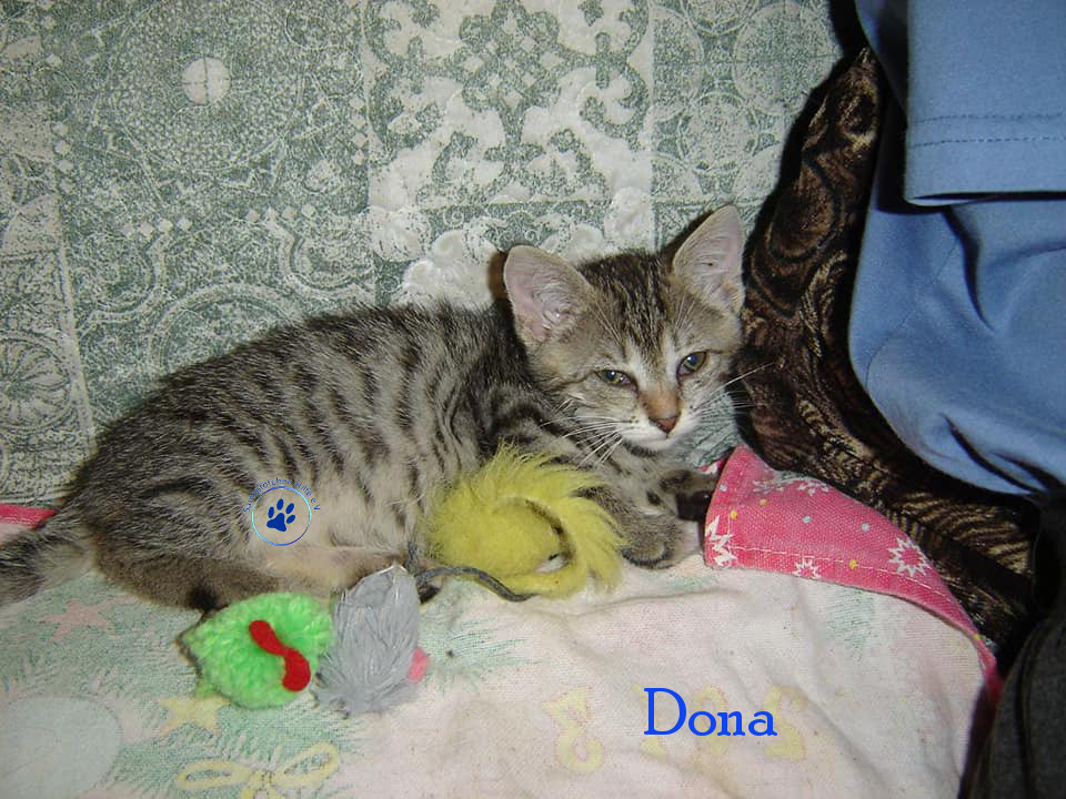 Soja/Katzen/Dona/Dona_05mN.jpg