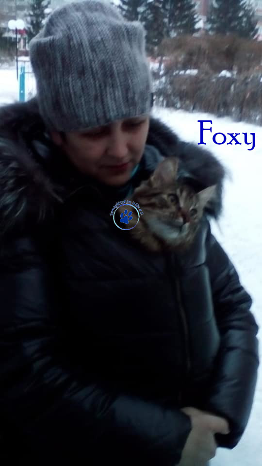 Soja/Katzen/Foxy_II/Foxy_II_40mN.jpg