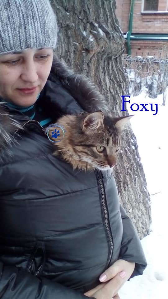Soja/Katzen/Foxy_II/Foxy_II_79mN.jpg