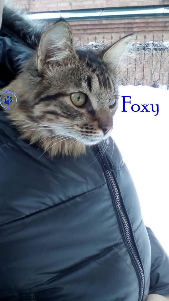 Soja/Katzen/Foxy_II/Foxy_II_80mN.jpg